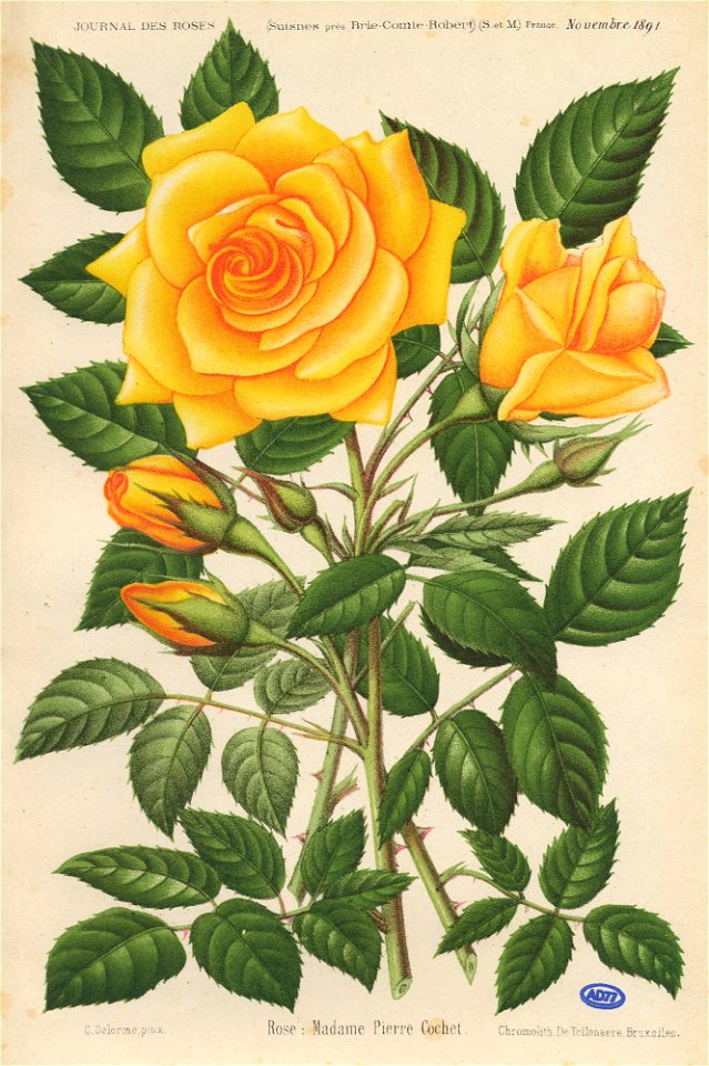 Madame Pierre Cochet