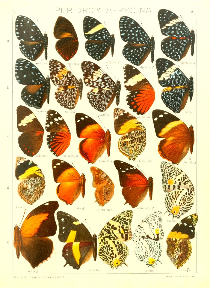 Macrolepidoptera15seit 0225