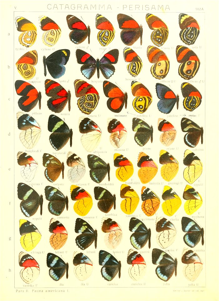 Macrolepidoptera15seit 0217