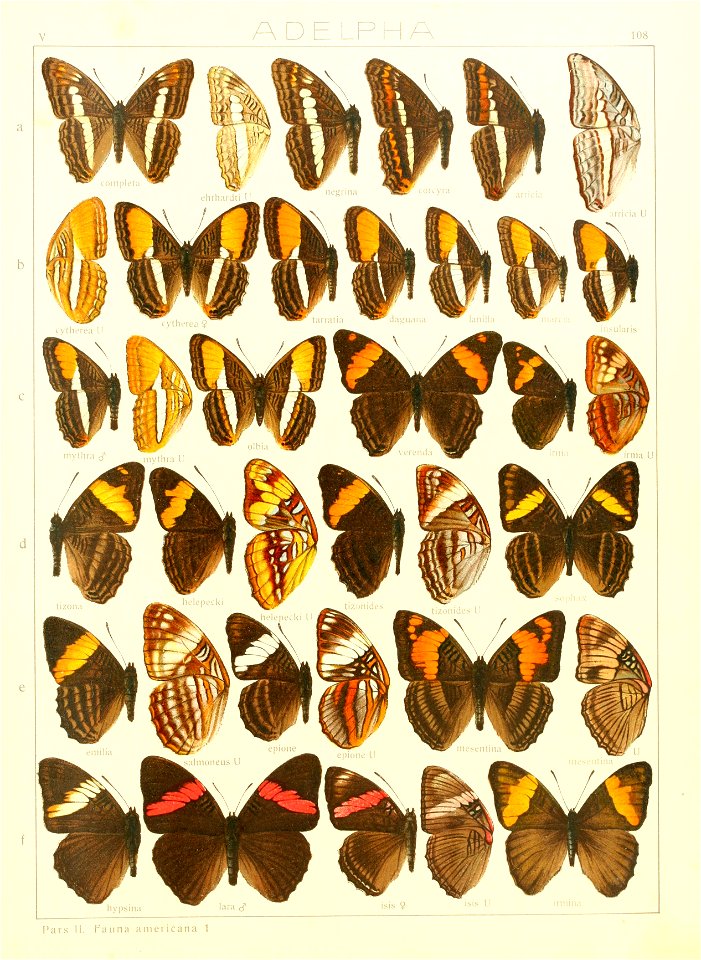 Macrolepidoptera15seit 0233