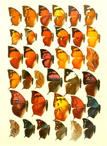 Macrolepidoptera15seit 0257