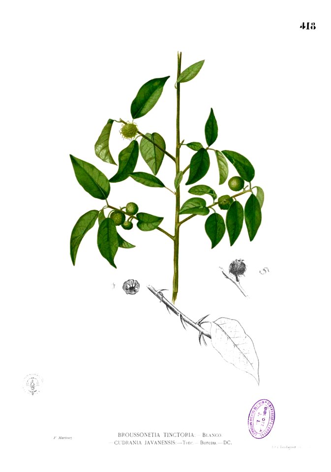 Maclura cochinchinensis Blanco2.418