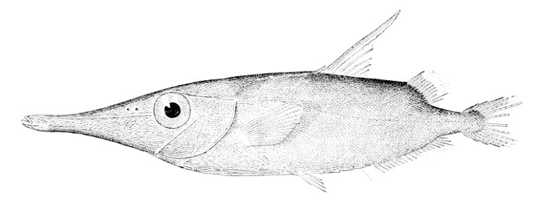 Macroramphosus gracilis