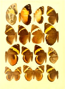 Macrolepidoptera15seit 0131