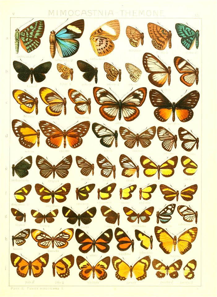Macrolepidoptera15seit 0281