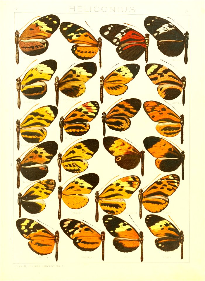 Macrolepidoptera15seit 0155