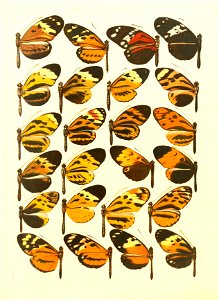 Macrolepidoptera15seit 0155