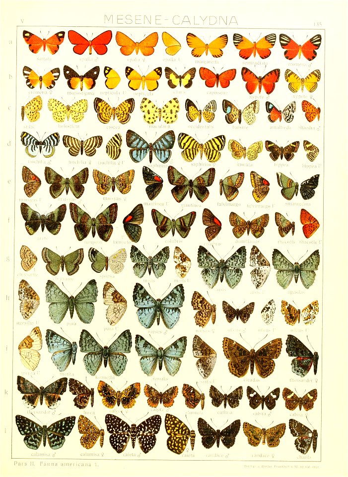 Macrolepidoptera15seit 0297