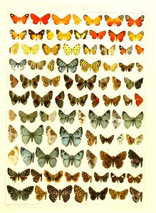 Macrolepidoptera15seit 0297