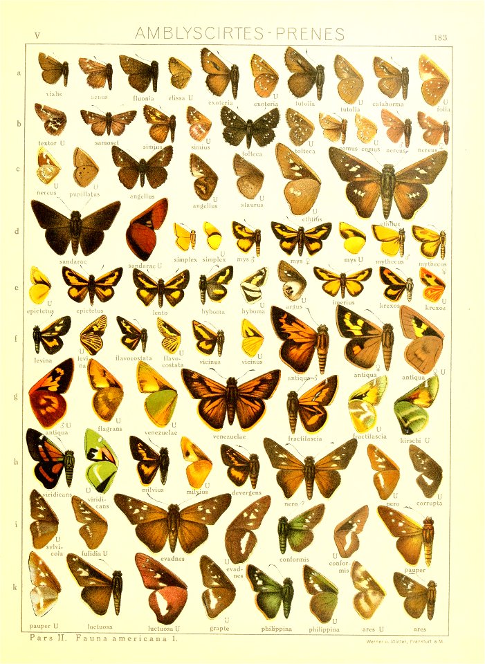 Macrolepidoptera15seit 0393