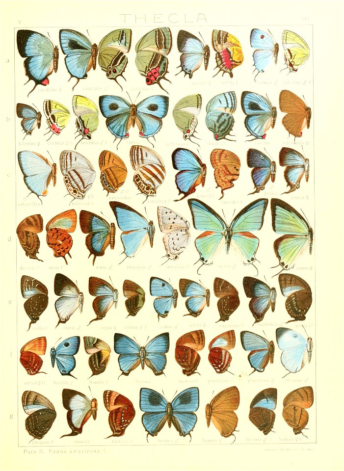 Macrolepidoptera15seit 0321