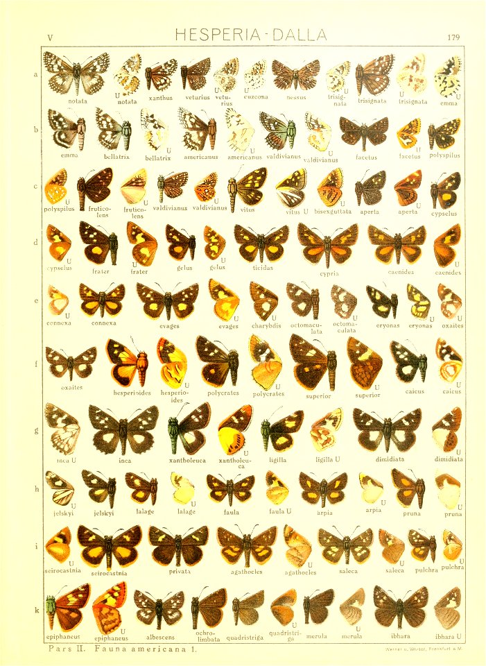 Macrolepidoptera15seit 0385