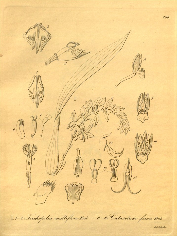 Macradenia multiflora (as Trichopilia multiflora) and Catasetum ferox- Xenia 3-288 (1896)