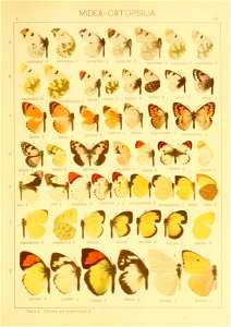Macrolepidoptera01seitz 0053