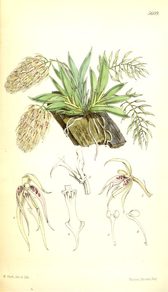 Macroclinium bicolor (as Notylia bicolor) - Curtis' 92 (Ser. 3 no. 22) pl. 5609 (1866)