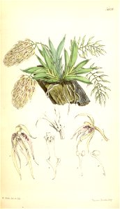 Macroclinium bicolor (as Notylia bicolor) - Curtis' 92 (Ser. 3 no. 22) pl. 5609 (1866)