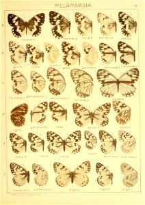 Macrolepidoptera01seitz 0085