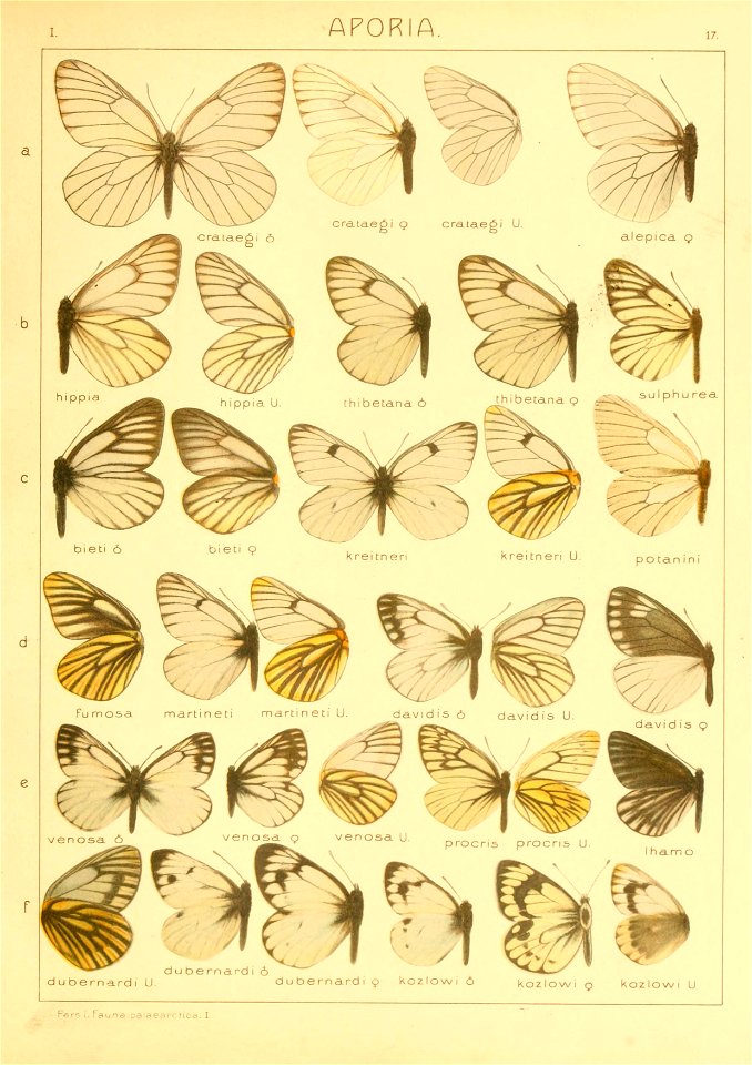 Macrolepidoptera01seitz 0041