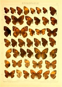 Macrolepidoptera01seitz 0101