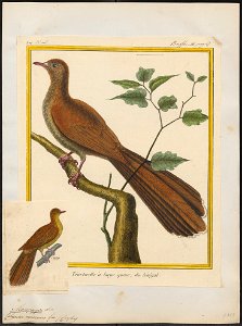 Macropygia macroura - 1700-1880 - Print - Iconographia Zoologica - Special Collections University of Amsterdam - UBA01 IZ15600375