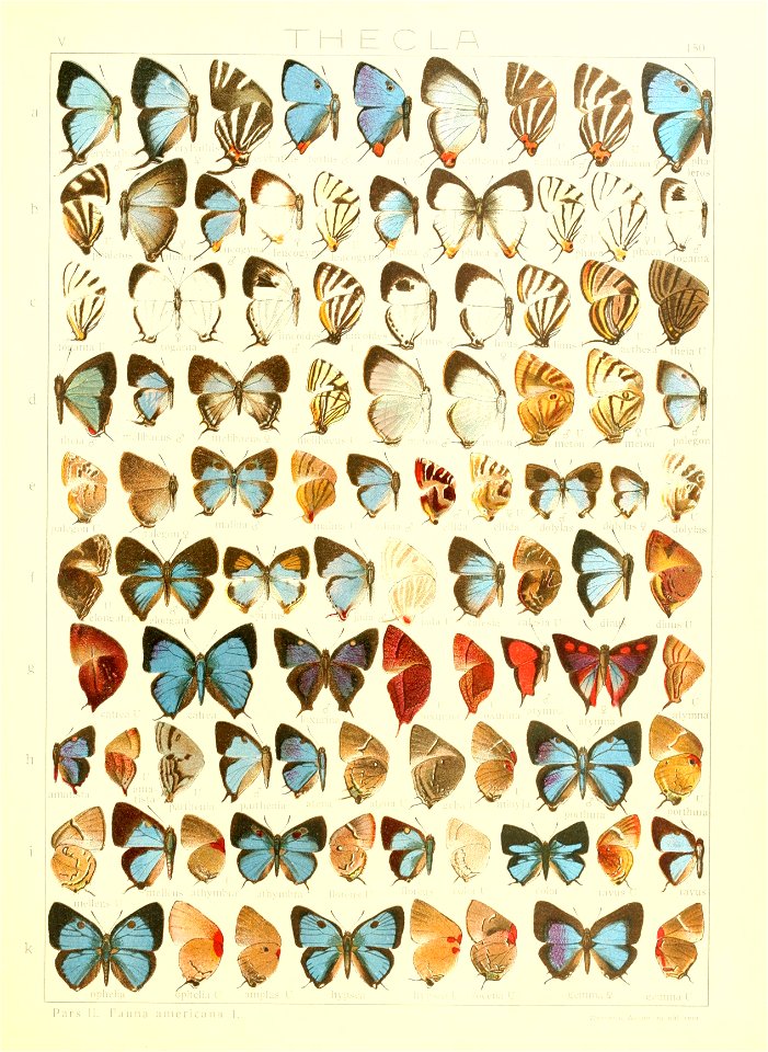 Macrolepidoptera15seit 0327