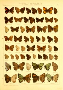 Macrolepidoptera01seitz 0153