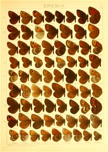 Macrolepidoptera01seitz 0081
