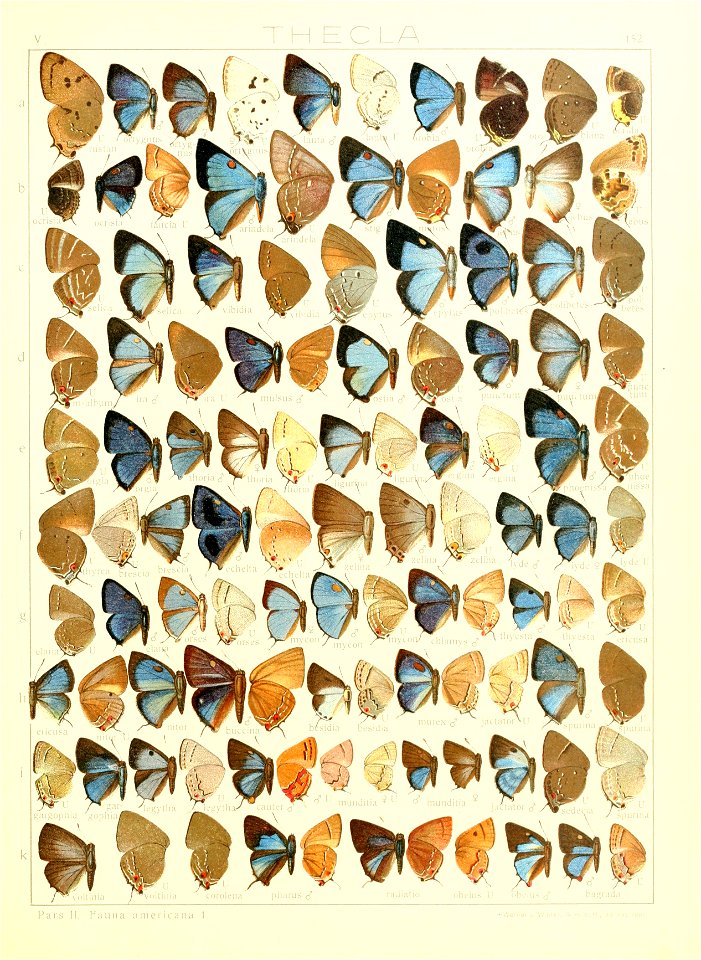 Macrolepidoptera15seit 0331