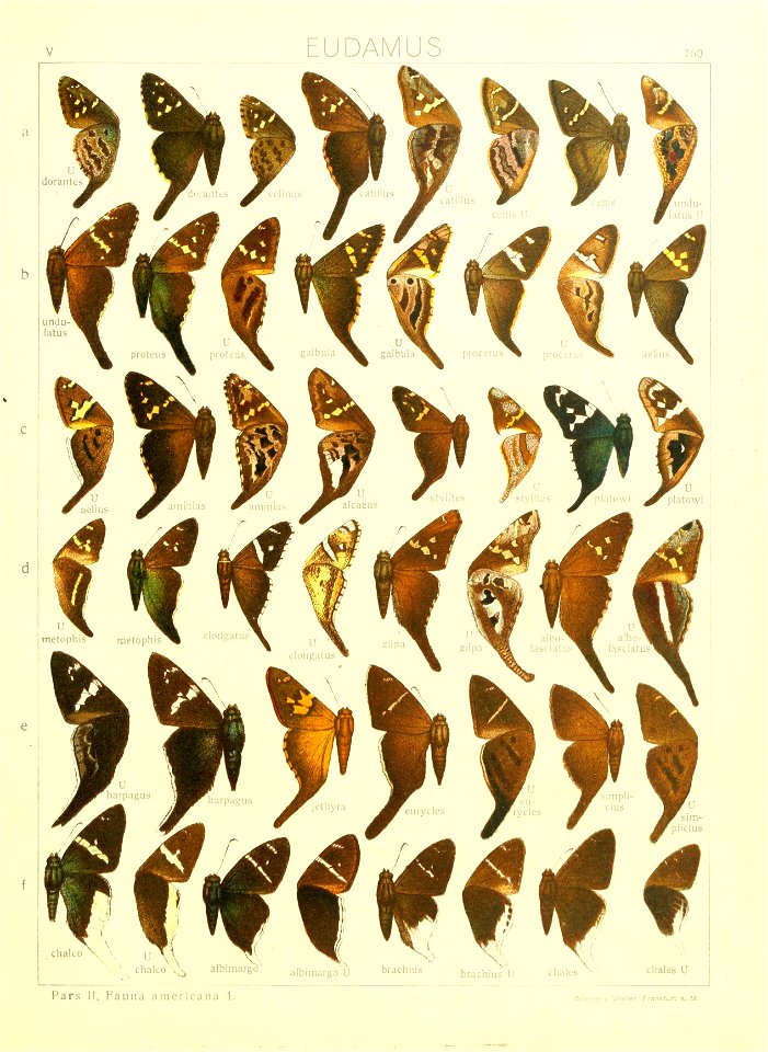 Macrolepidoptera15seit 0347