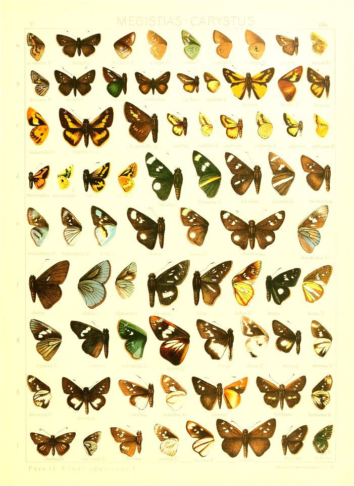 Macrolepidoptera15seit 0403