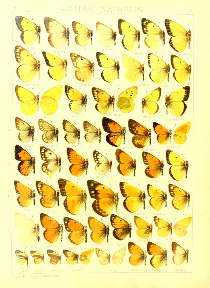 Macrolepidoptera15seit 0063