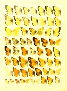 Macrolepidoptera15seit 0063