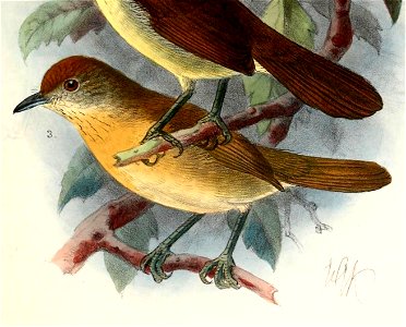 Macronus flavicollis flavicollis 1902