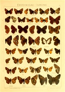 Macrolepidoptera01seitz 0185