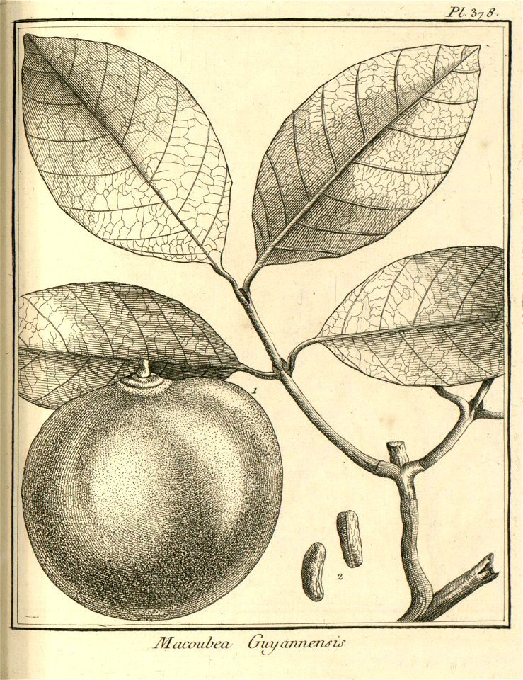 Macoubea guianensis Aublet 1775 pl 378