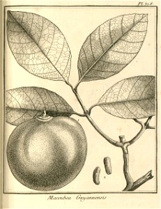 Macoubea guianensis Aublet 1775 pl 378