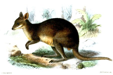 MacropusLugensSmit 2