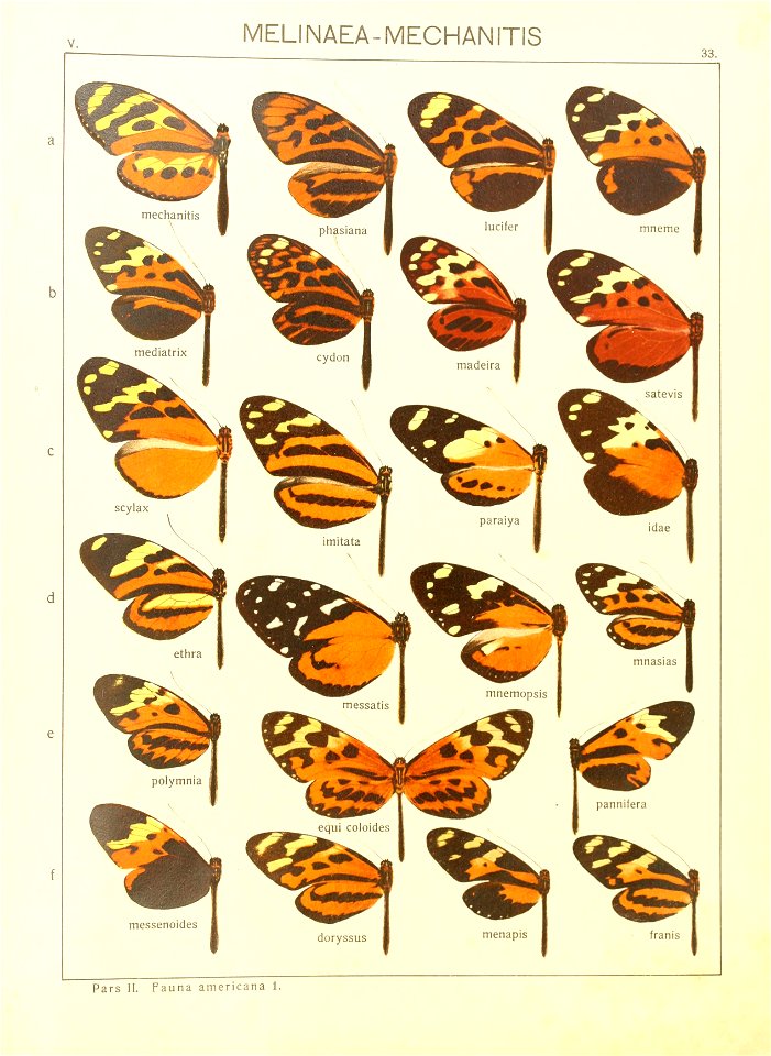 Macrolepidoptera15seit 0075