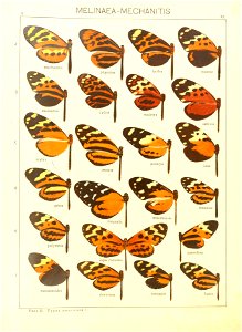 Macrolepidoptera15seit 0075