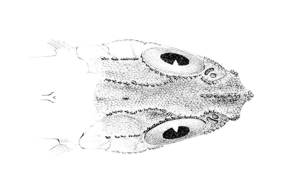 Macrourus whitsoni head
