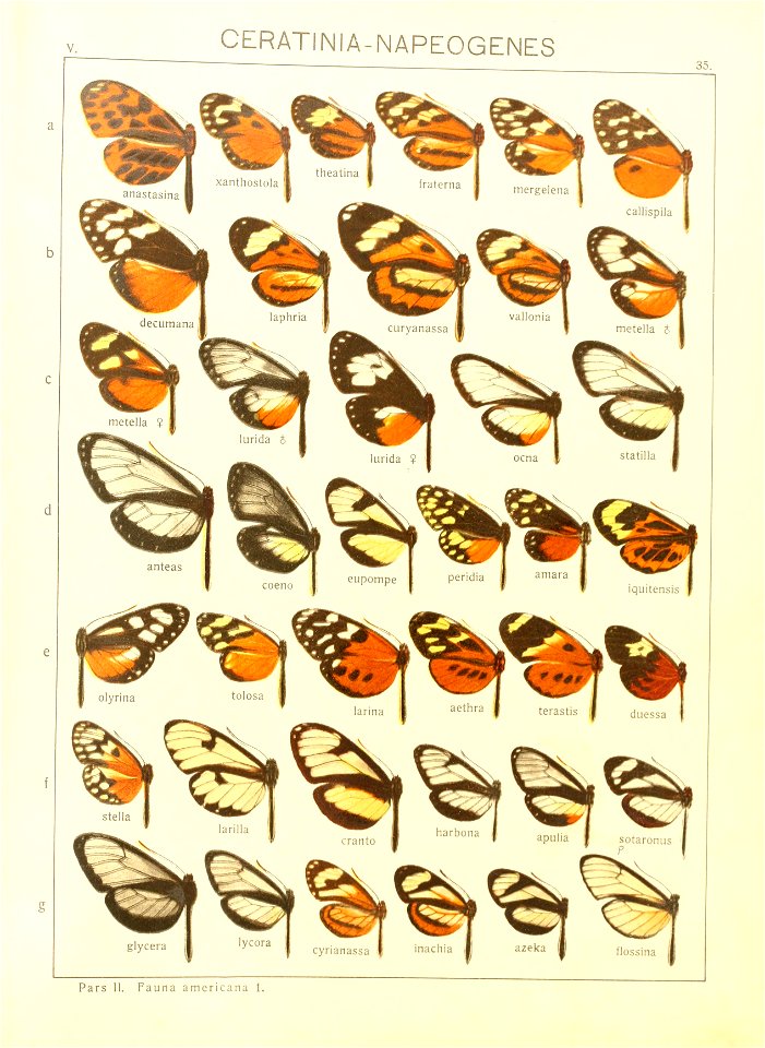 Macrolepidoptera15seit 0079