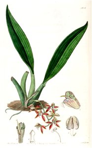 Macradenia lutescens - Edwards v. 21 (1836) pl. 1815