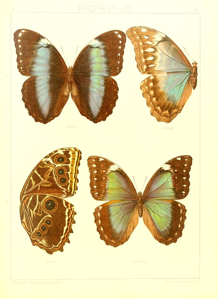 Macrolepidoptera15seit 0151