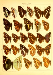 Macrolepidoptera01seitz 0107