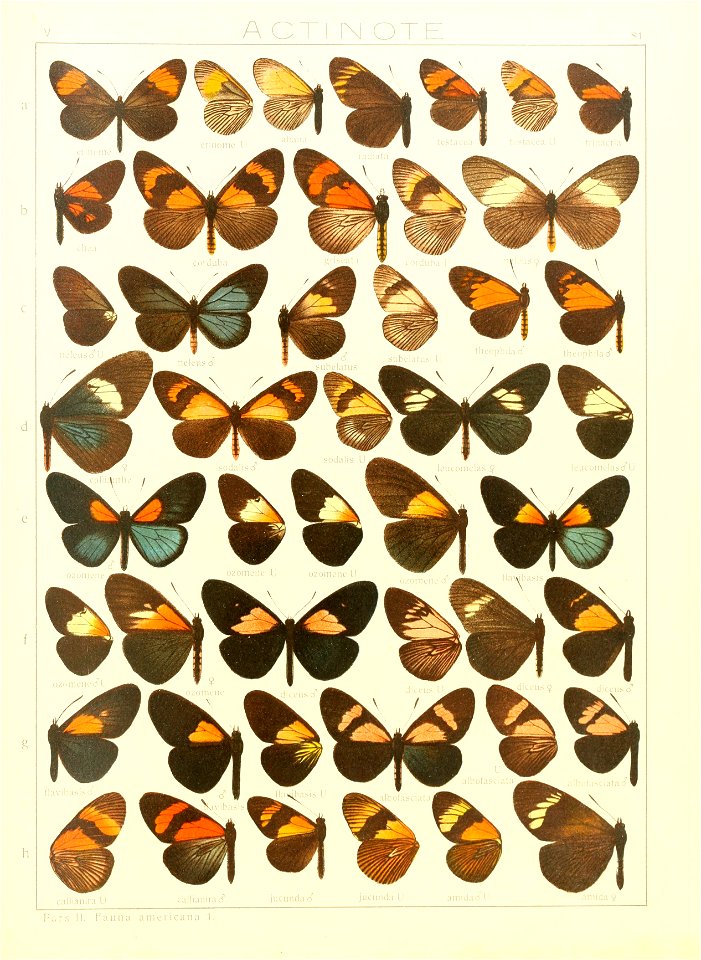 Macrolepidoptera15seit 0171