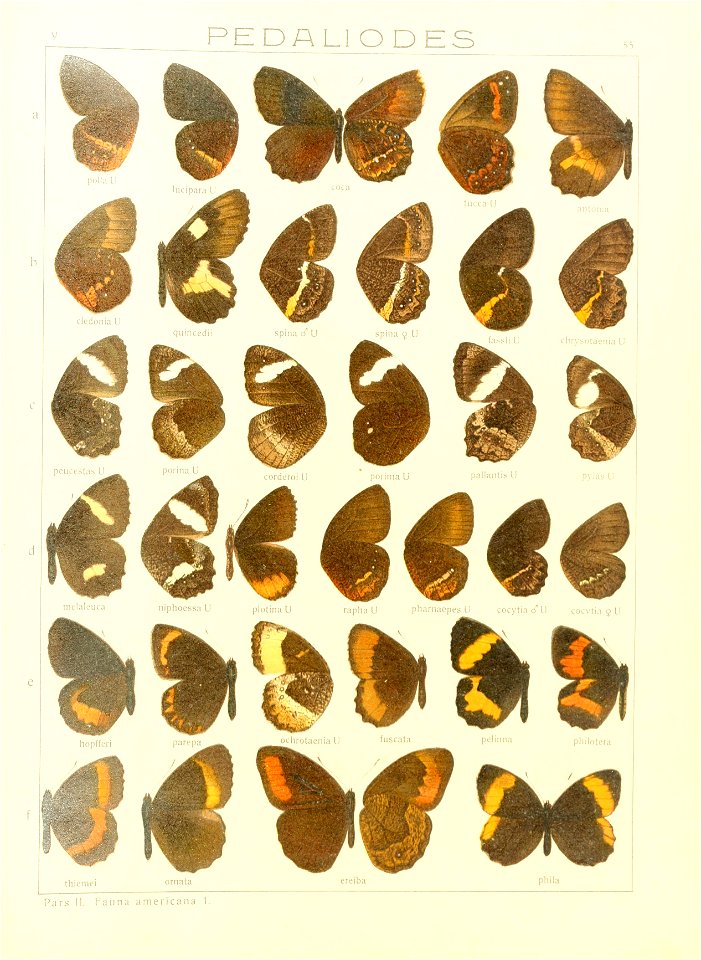 Macrolepidoptera15seit 0119