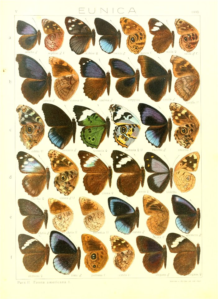 Macrolepidoptera15seit 0211