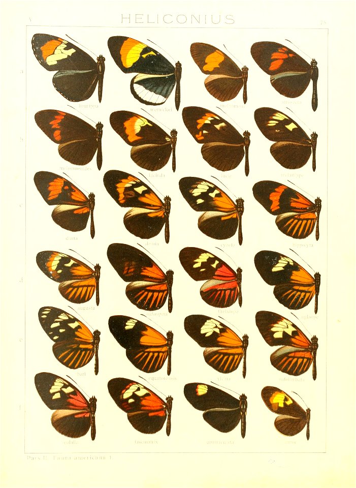 Macrolepidoptera15seit 0159