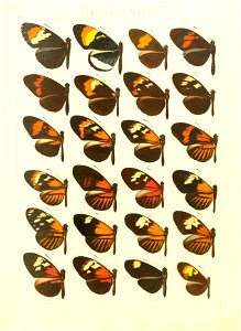 Macrolepidoptera15seit 0159