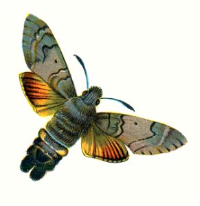 Macroglossum stellatarum par Nemos